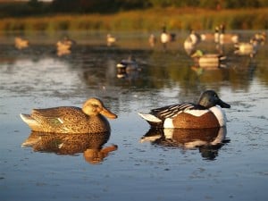 The More You Know: A group of ducks is called a paddling. Strat Quack